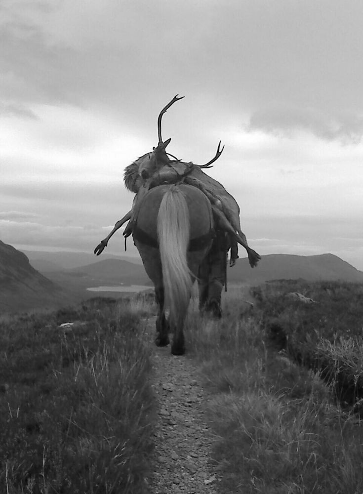Using a pony to carry a stag carcass off the hill.