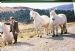 Geordie Oswald with the BenAlder ponies